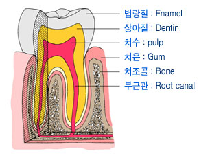 치주조직과 치아 구성 요소의 완벽 해설